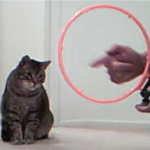 Cat looking at hoop
